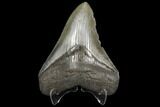 Fossil Megalodon Tooth - South Carolina #130709-2